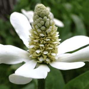 Close-up of a unique white flower with clustered buds and delicate petals.